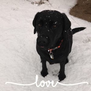 Meet your Posher, Robin